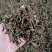 [热卖]福建厦门水蜜桃花果香红茶红茶茶叶厂家批发
