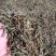 [热卖]福建厦门水蜜桃花果香红茶红茶茶叶厂家批发