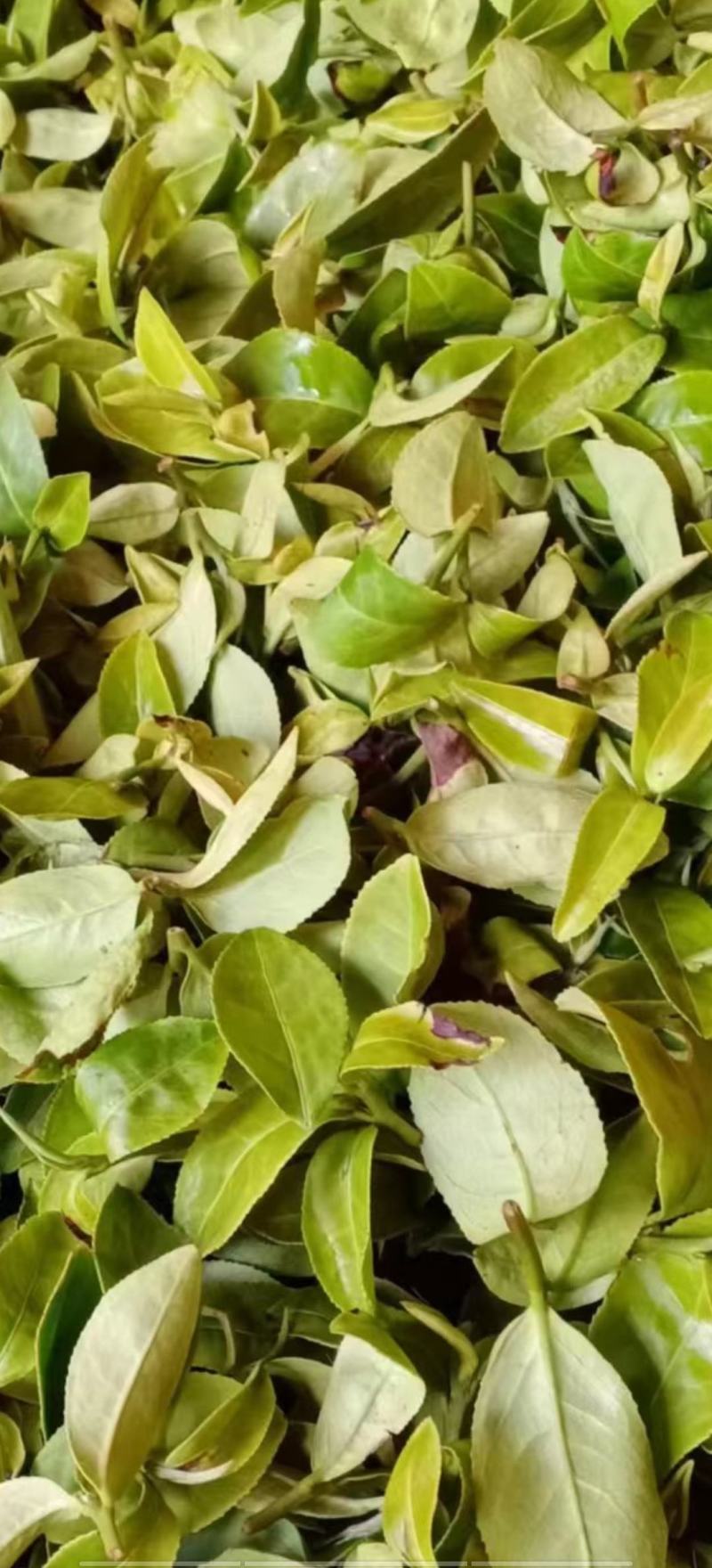 [热卖]福建厦门水蜜桃花果香红茶红茶茶叶厂家批发