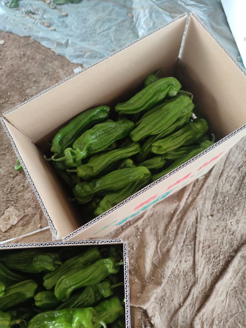 新货芜湖椒