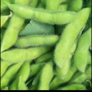 开心绿毛豆-基地直供-保质保量-货源充足-价格合理