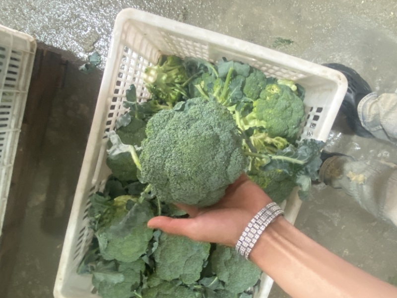 宁夏精品西兰花大量上市，价格合适，需要的电话联系
