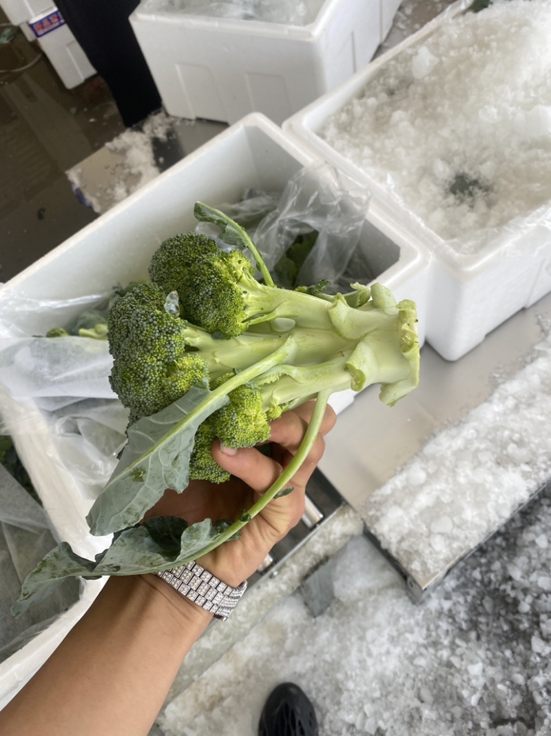宁夏精品西兰花大量上市，价格合适，需要的电话联系