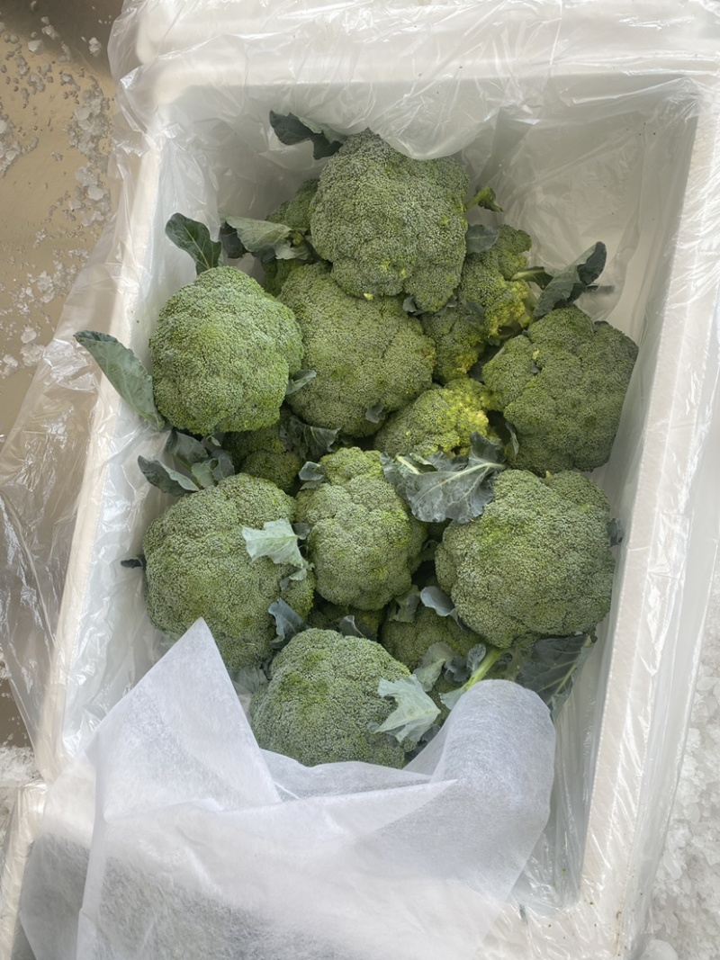 宁夏精品西兰花大量上市，价格合适，需要的电话联系