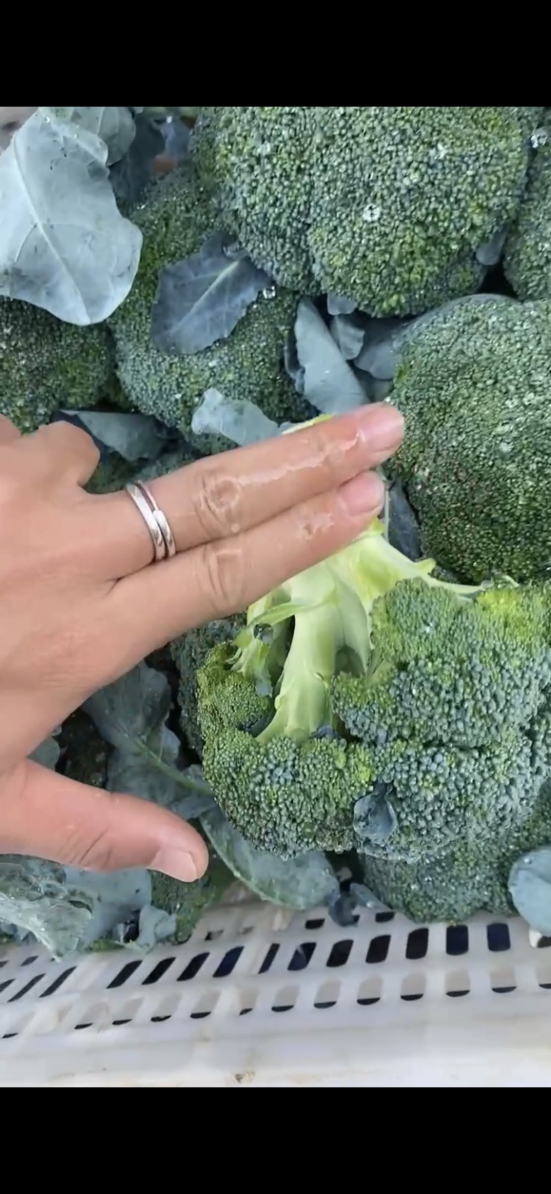 宁夏精品西兰花大量上市，价格合适，需要的电话联系