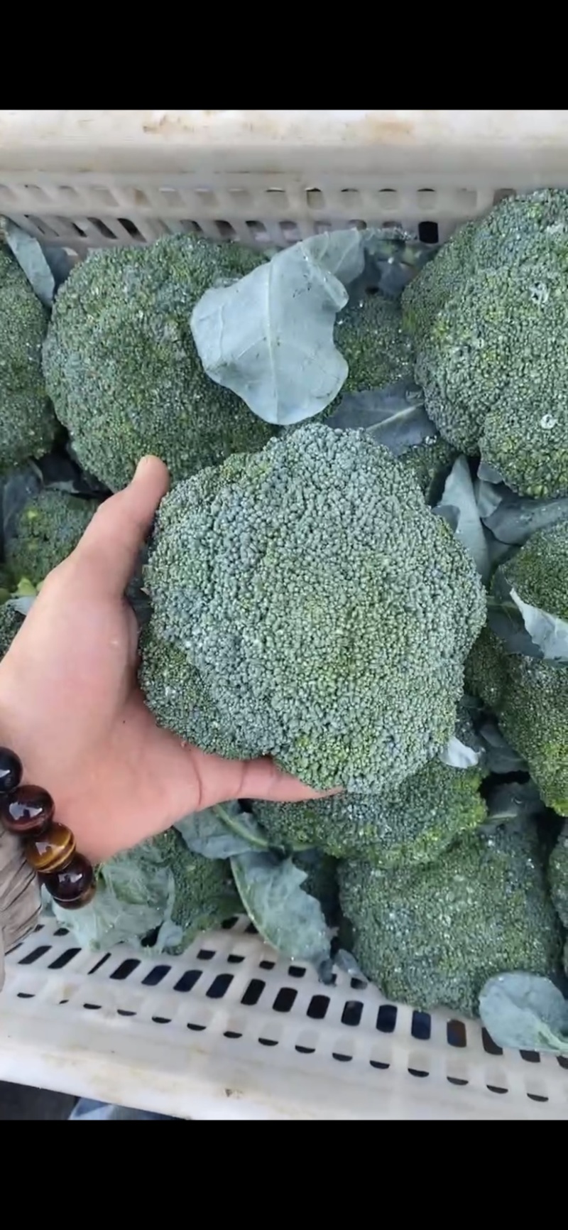 宁夏精品西兰花大量上市，价格合适，需要的电话联系