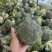宁夏精品西兰花大量上市，价格合适，需要的电话联系