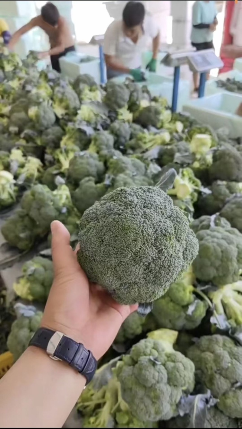 宁夏精品西兰花大量上市，价格合适，需要的电话联系