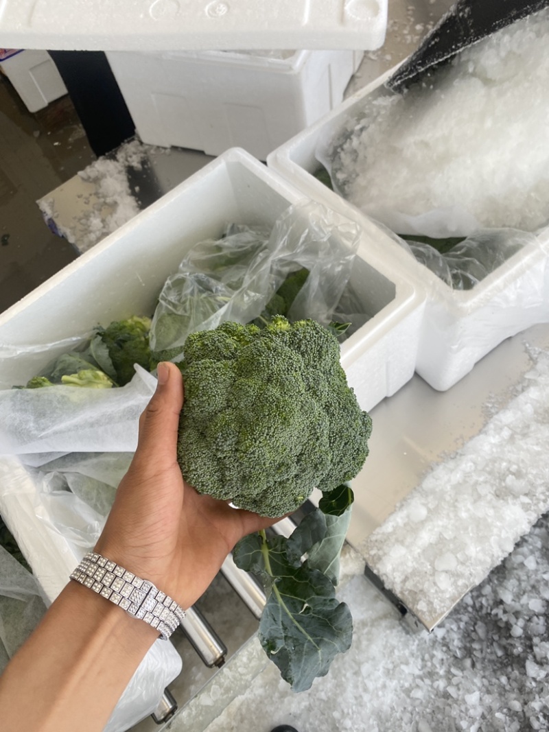 宁夏精品西兰花大量上市，价格合适，需要的电话联系