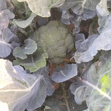 宁夏精品西兰花大量上市，价格合适，需要的电话联系
