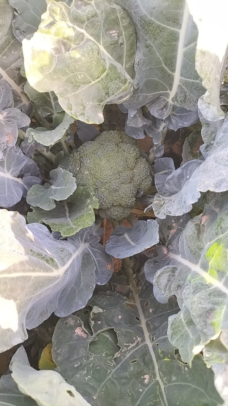 宁夏精品西兰花大量上市，价格合适，需要的电话联系