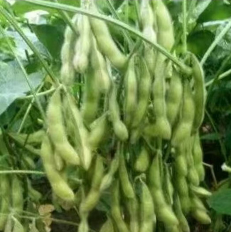 翠绿宝毛豆-基地直供-货源充足-保质保量-价格合理