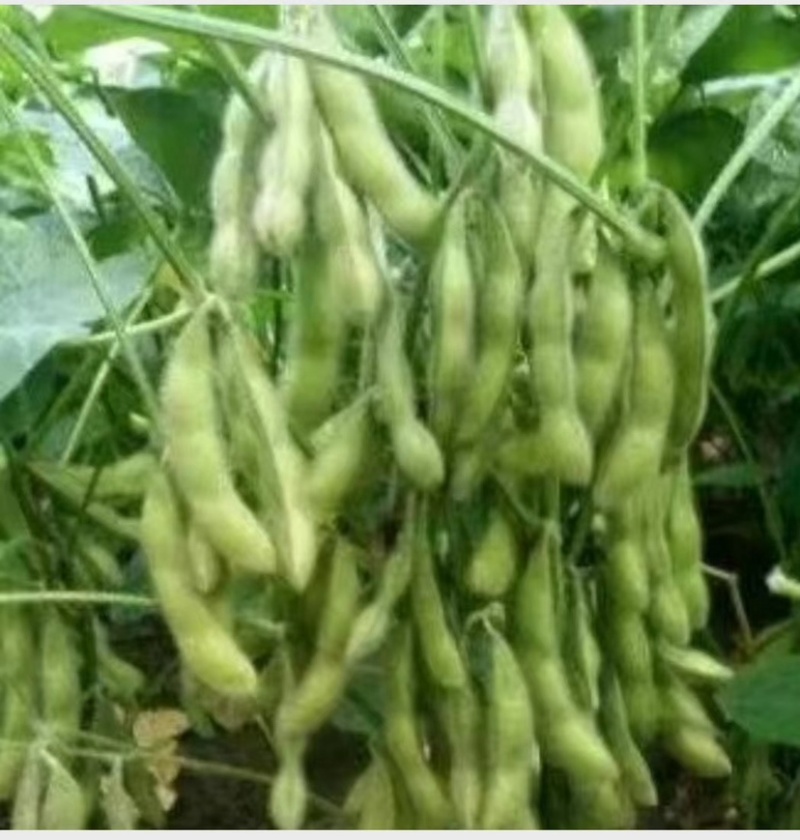 翠绿宝毛豆-基地直供-货源充足-保质保量-价格合理