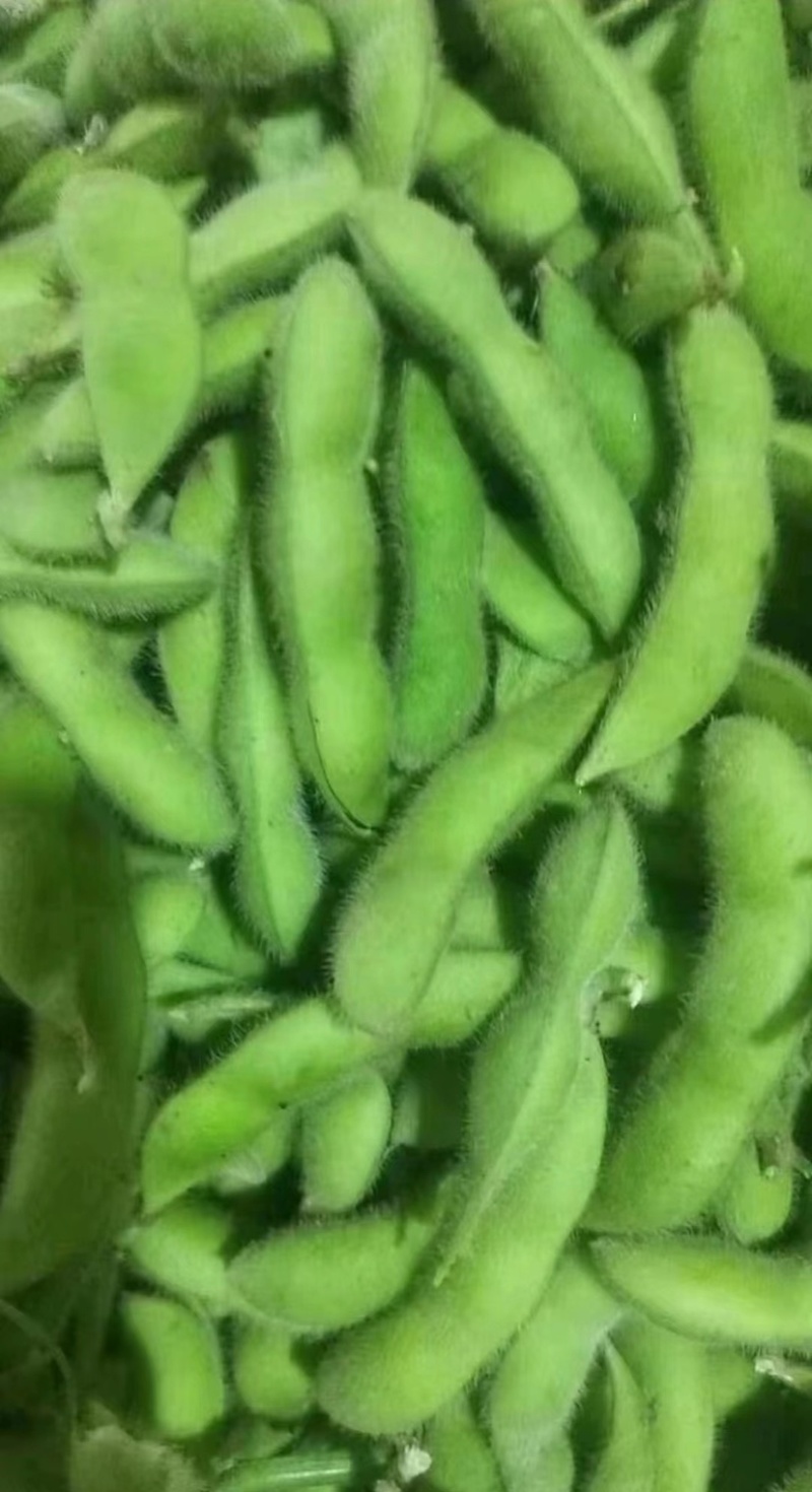 翠绿宝毛豆-基地直供-货源充足-保质保量-价格合理