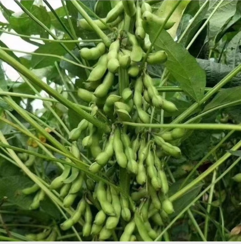 翠绿宝毛豆-基地直供-货源充足-保质保量-价格合理