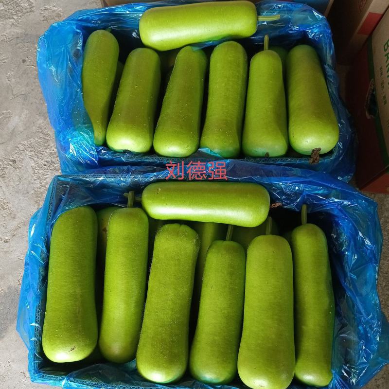 海门区蔬菜基地精品瓠瓜(户子)，自产自销，价格便宜
