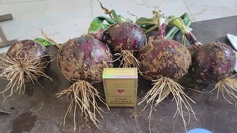 紫洋葱，300基地，出货快