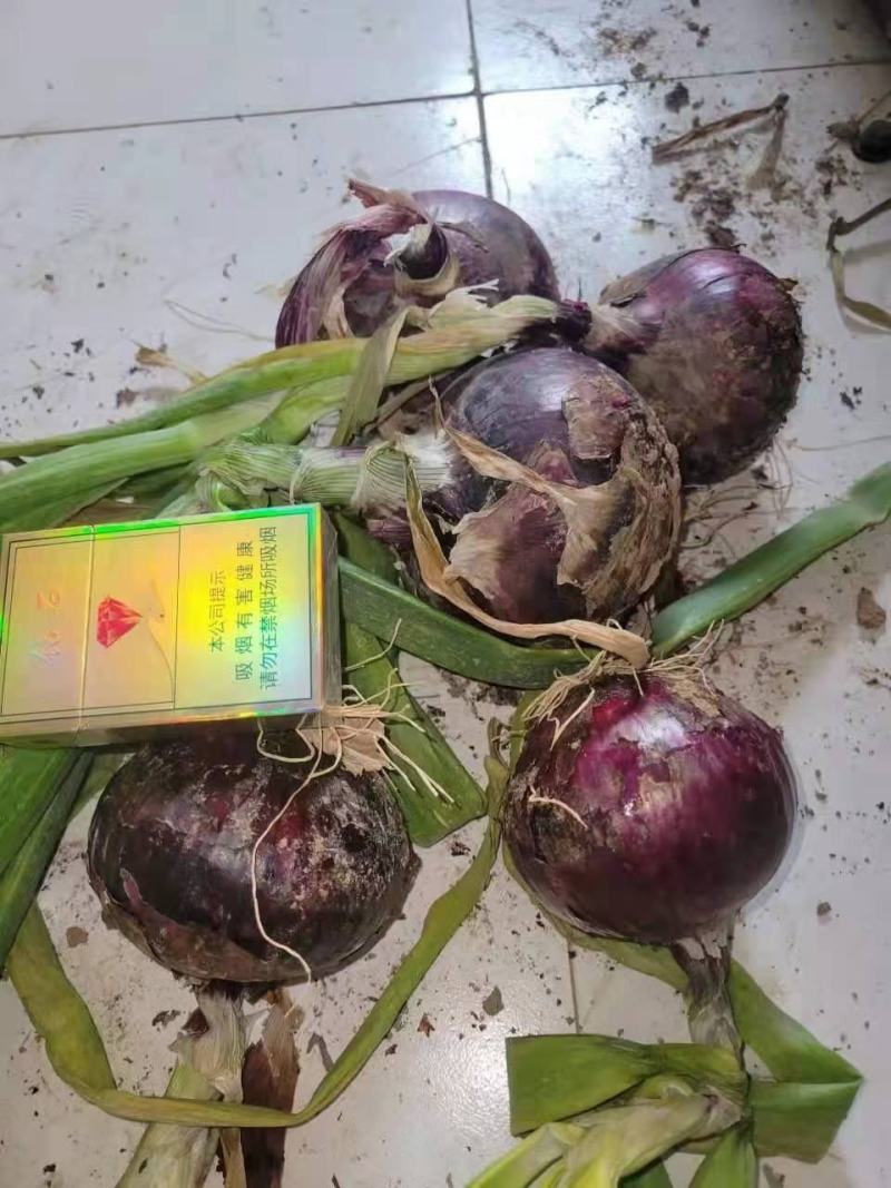 紫洋葱，300基地，出货快