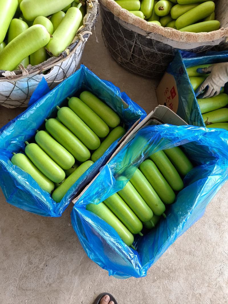 海门区蔬菜基地精品瓠瓜(户子)，自产自销，价格便宜