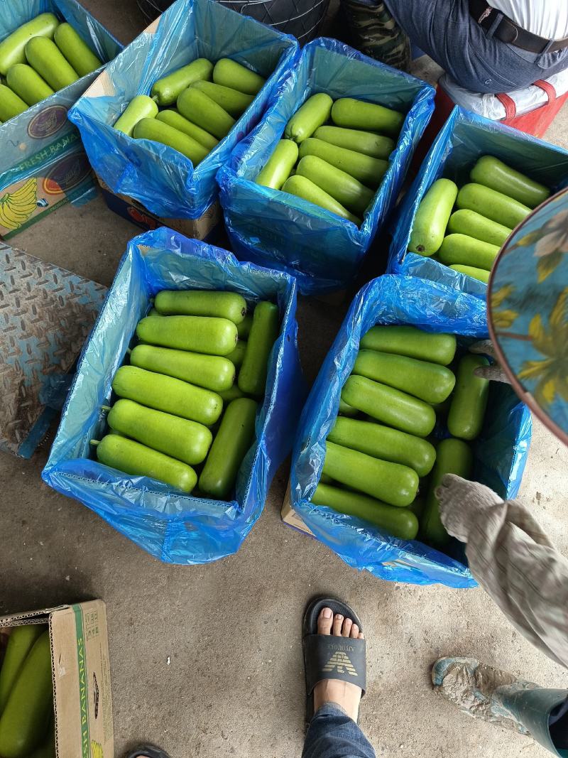 海门区蔬菜基地精品瓠瓜(户子)，自产自销，价格便宜