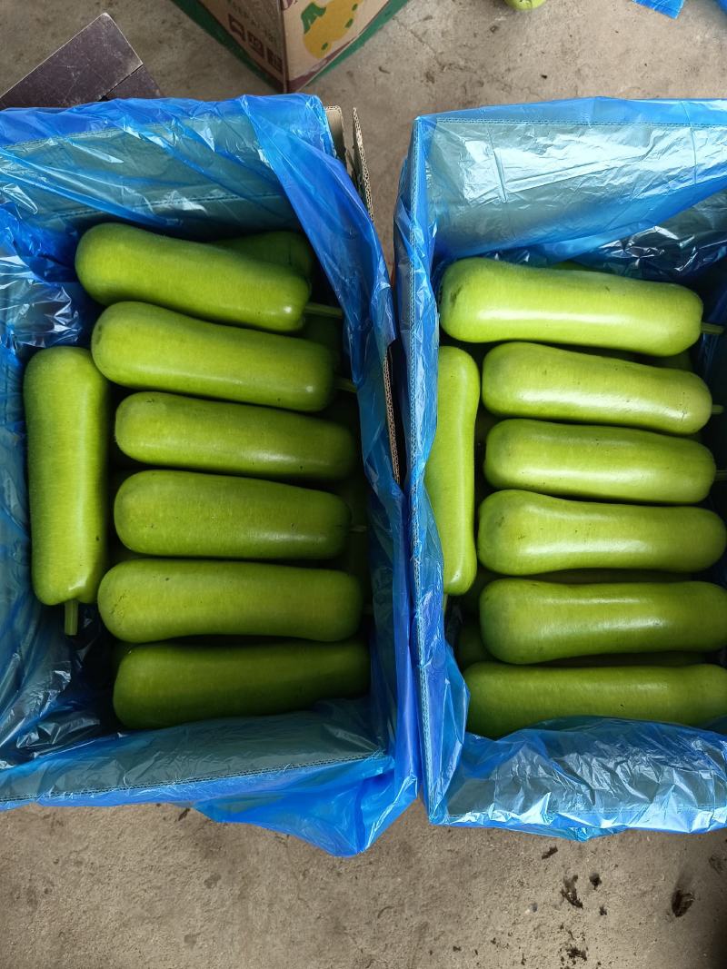 海门区蔬菜基地精品瓠瓜(户子)，自产自销，价格便宜