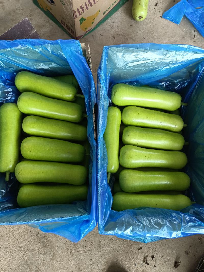 海门区蔬菜基地精品瓠瓜(户子)，自产自销，价格便宜