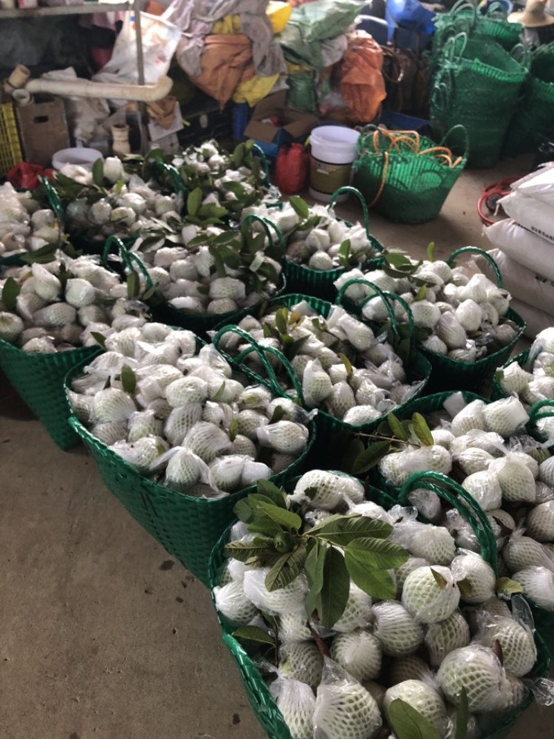 广东白心番石榴芭乐基地直供，品质保证，长期供应，欢迎选购