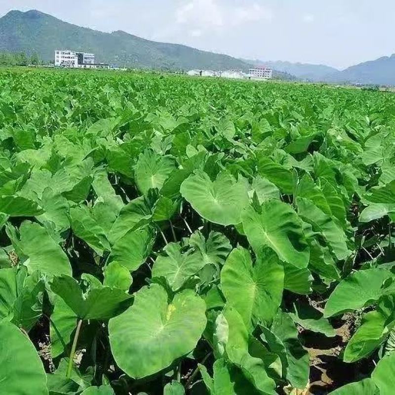 铅山紫溪红芽芋艿基地货源充足供应市场商超电商