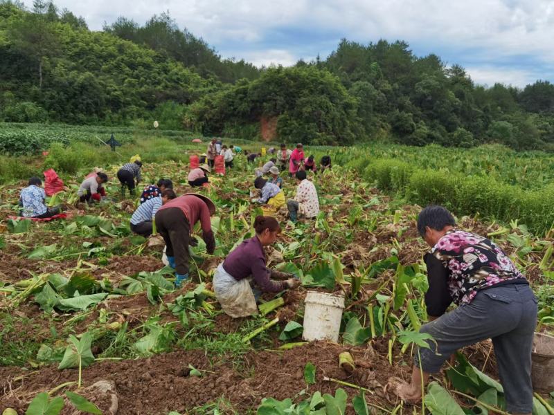 铅山紫溪红芽芋艿基地货源充足供应市场商超电商