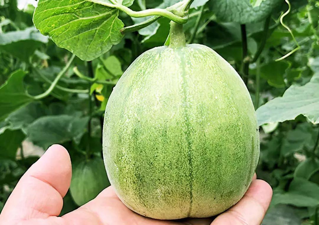 绿宝甜瓜整体展示