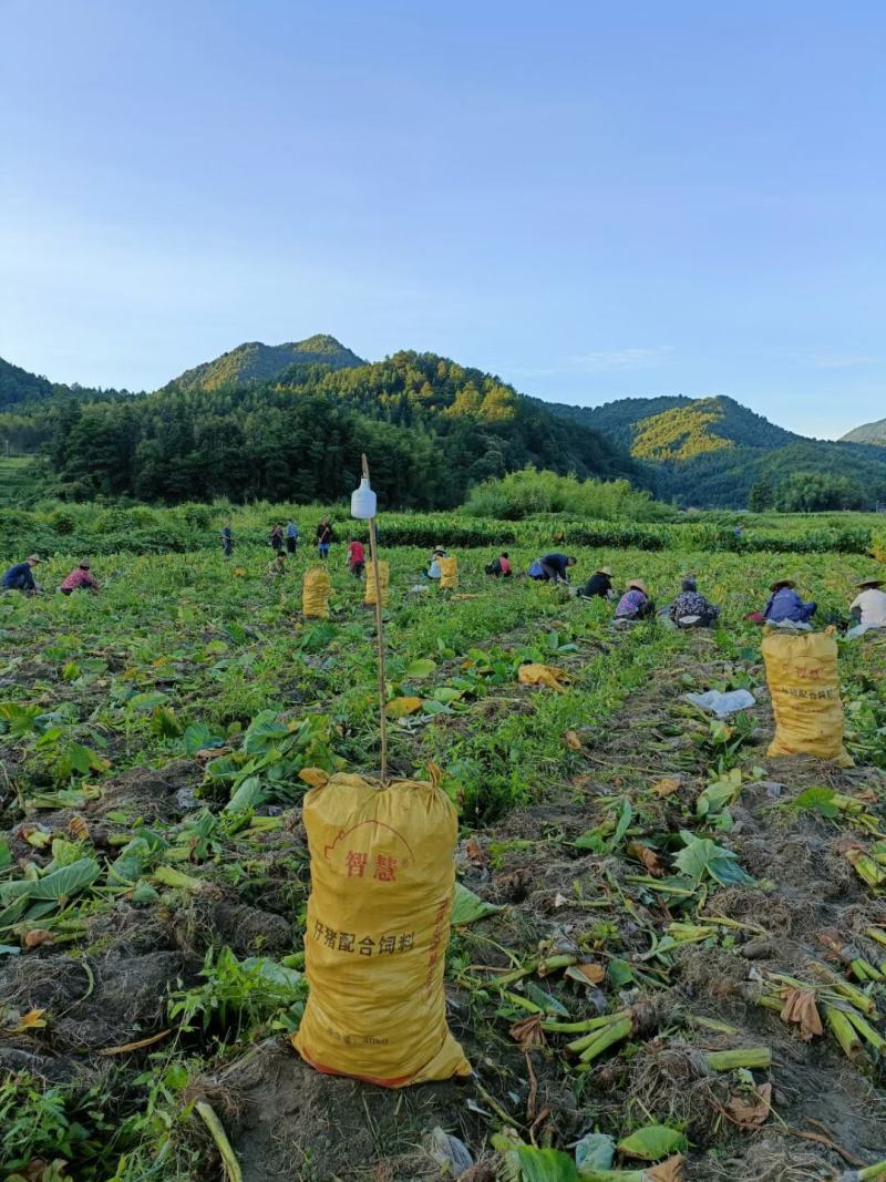 【实力】江西铅山紫溪红芽芋基地之乡代收代发代加工