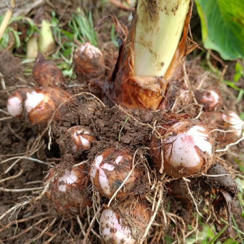 【牛商】江西上饶铅山紫溪红芽芋之乡基地承接市场商超电商