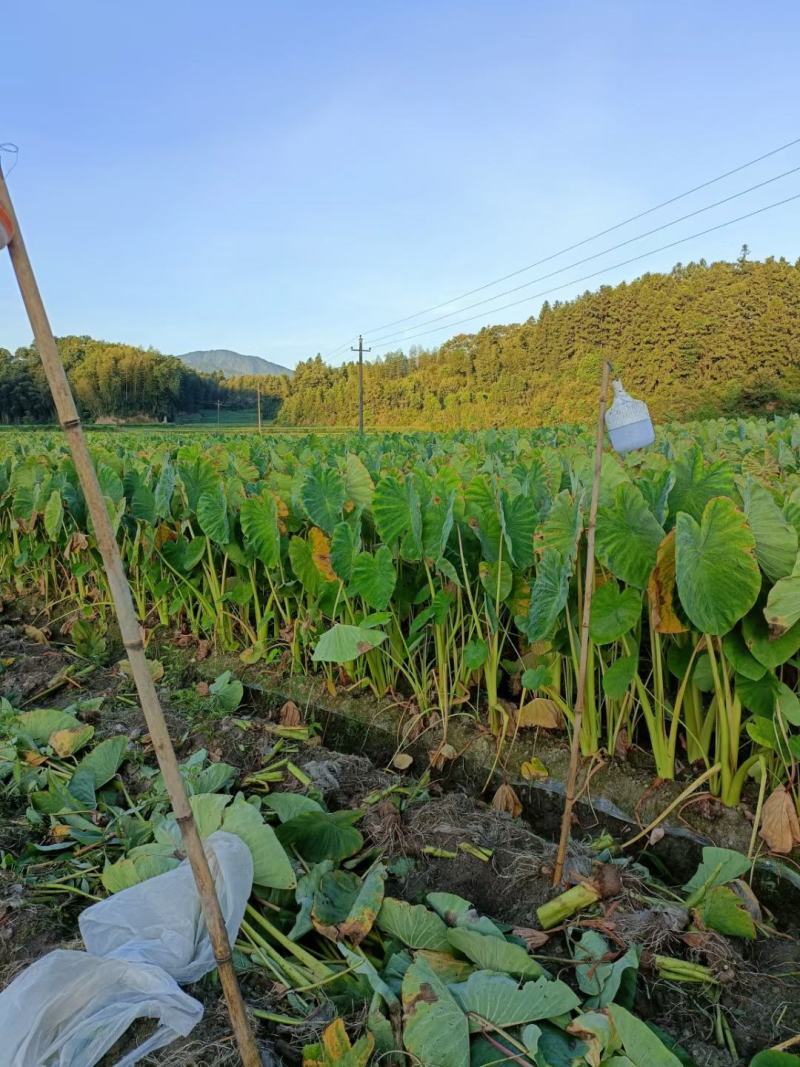 【牛商】江西上饶铅山紫溪红芽芋之乡基地承接市场商超电商