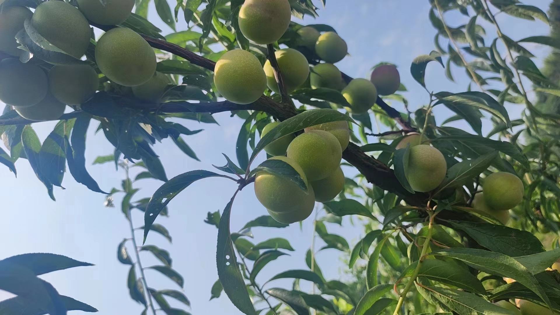 半边红李子与茵红李子外观对比