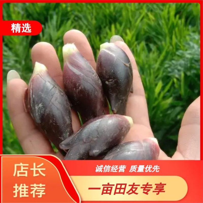 【精品】【洋荷】量大无忧质量保障