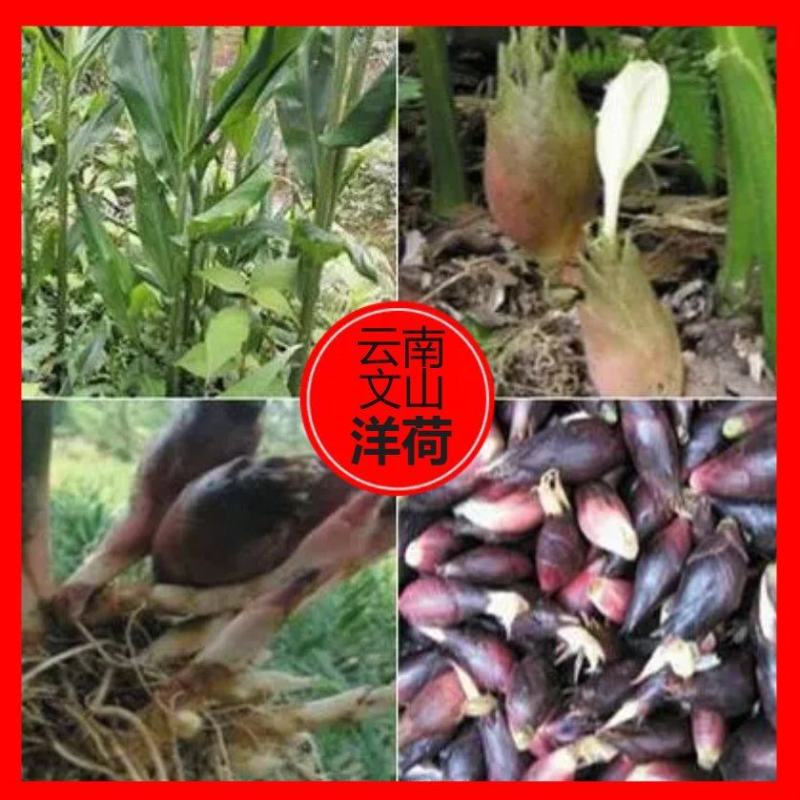 大量供应云南文山洋荷～～