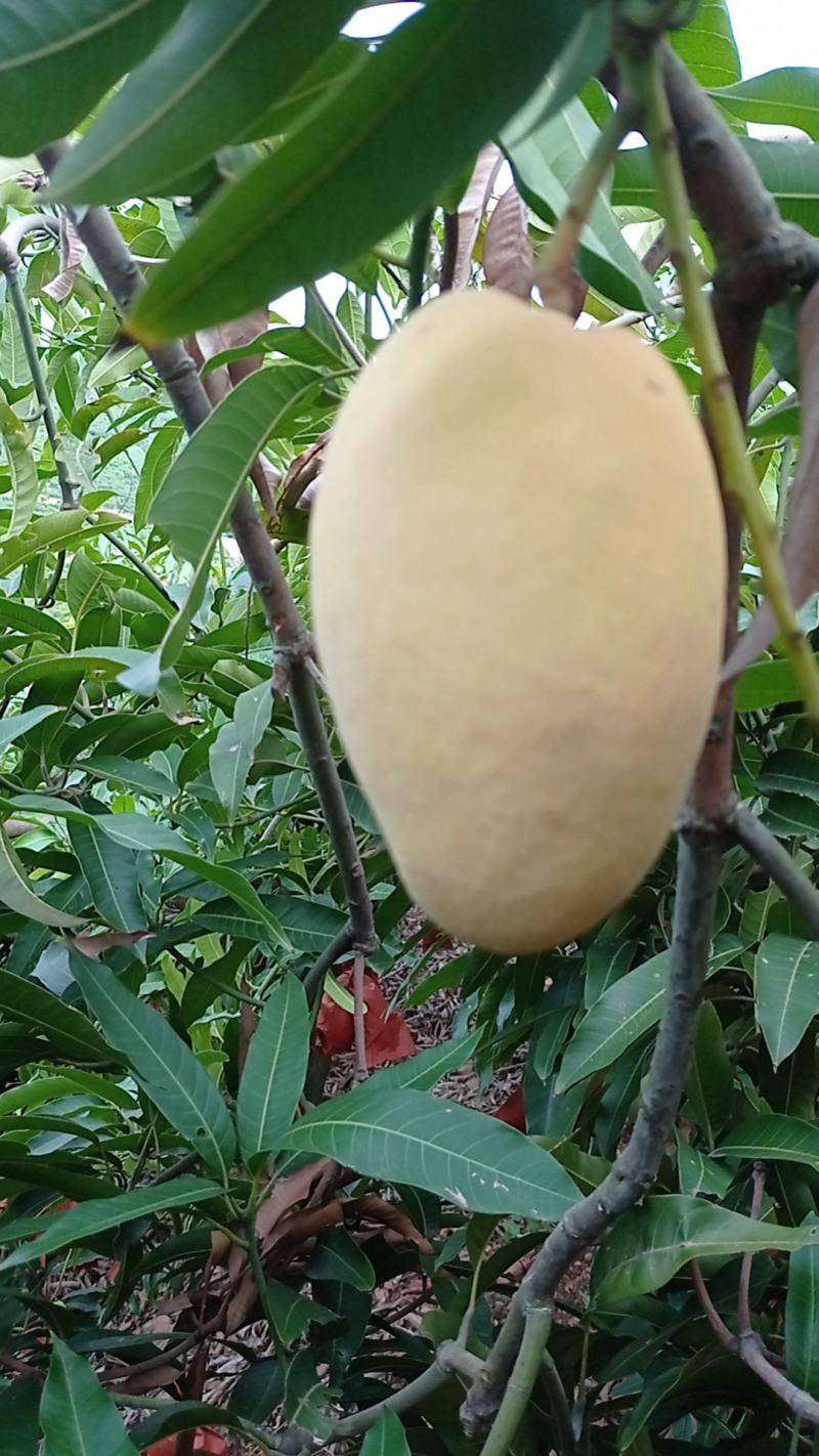 云南玉溪元江芒果鹰嘴上了挂树鲜果现摘现卖核小肉多欢迎联系