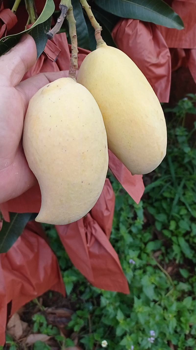 云南玉溪元江芒果鹰嘴上了挂树鲜果现摘现卖核小肉多欢迎联系