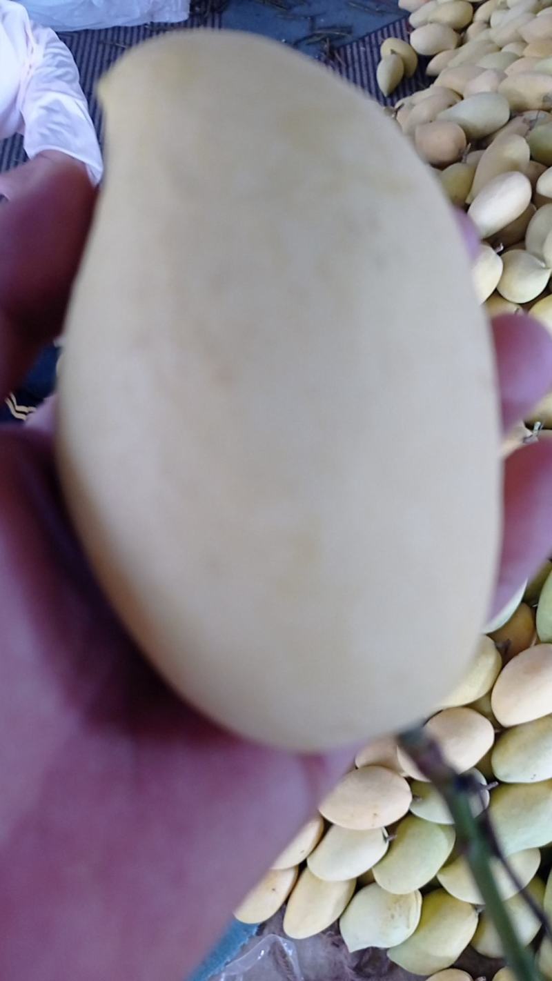 云南玉溪元江芒果鹰嘴上了挂树鲜果现摘现卖核小肉多欢迎联系