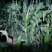 普通本地黄玉米，个头大，无虫，无虚尖，量大优惠，一手货源