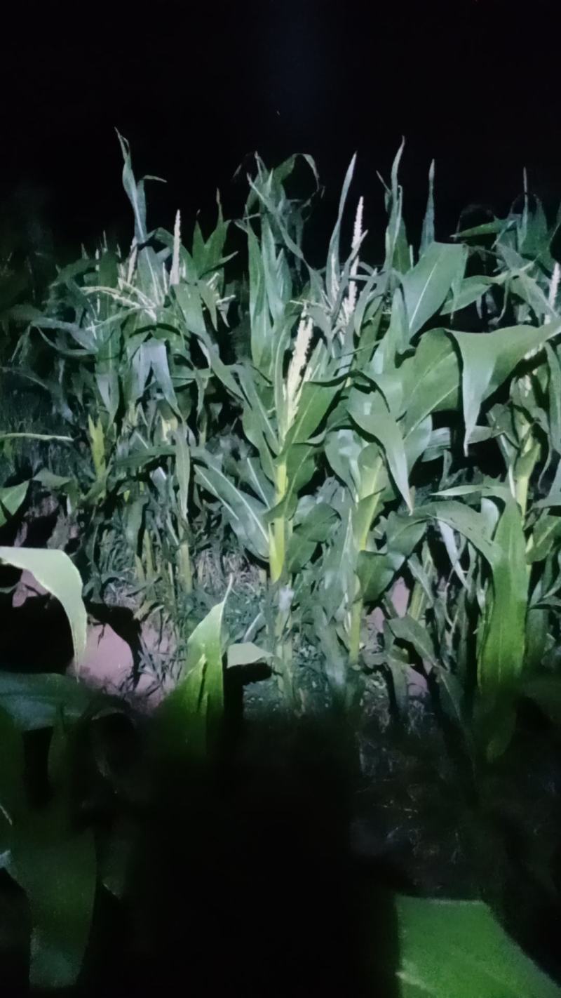 普通本地黄玉米，个头大，无虫，无虚尖，量大优惠，一手货源
