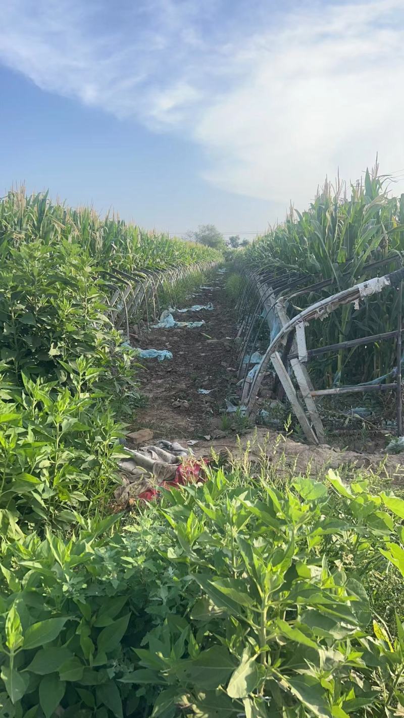 普通本地黄玉米，个头大，无虫，无虚尖，量大优惠，一手货源