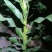 普通本地黄玉米，个头大，无虫，无虚尖，量大优惠，一手货源