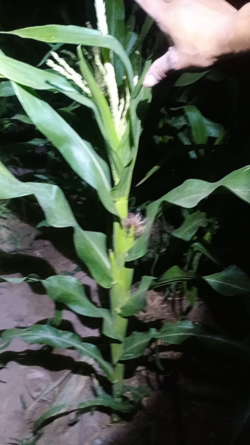 普通本地黄玉米，个头大，无虫，无虚尖，量大优惠，一手货源