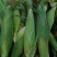 普通本地黄玉米，个头大，无虫，无虚尖，量大优惠，一手货源