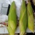 普通本地黄玉米，个头大，无虫，无虚尖，量大优惠，一手货源