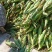 普通本地黄玉米，个头大，无虫，无虚尖，量大优惠，一手货源