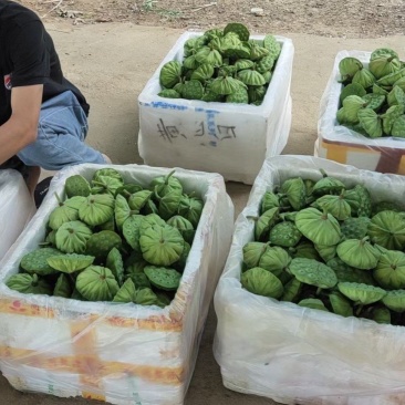 北京新发地新鲜水果莲蓬嫩莲蓬青莲蓬基地直发