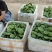 北京新发地新鲜水果莲蓬嫩莲蓬青莲蓬基地直发