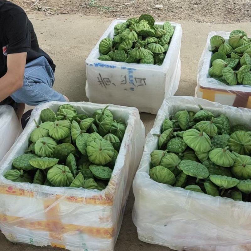 北京新发地新鲜水果莲蓬嫩莲蓬青莲蓬基地直发